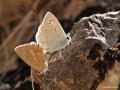 Polyommatus daphnis (Çokgözlü Dafnis)